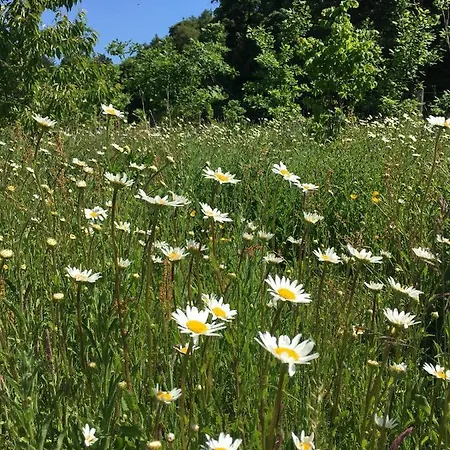 ロッジ Hollicarrs - Newlands ヨーク