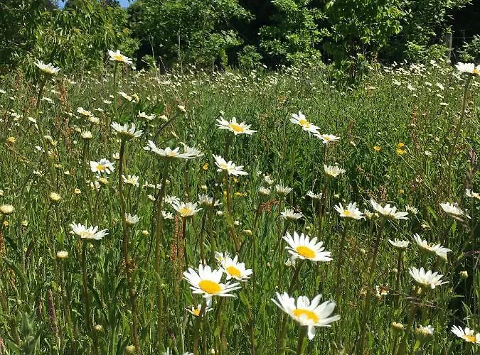 롯지 Hollicarrs - Newlands 요크