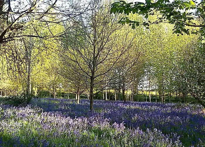 Hollicarrs - Newlands York