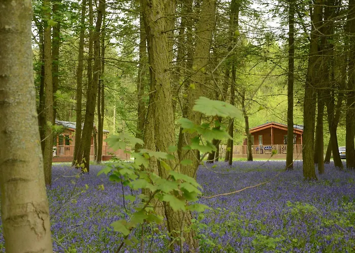 Lodge Hollicarrs - Newlands *